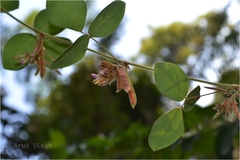 Shuteria involucrata